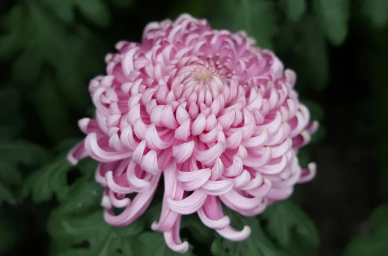 A pink reflexed chrysanthemum