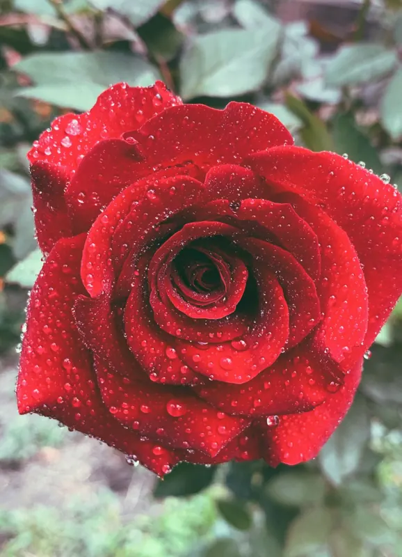 A red rose covered in dew