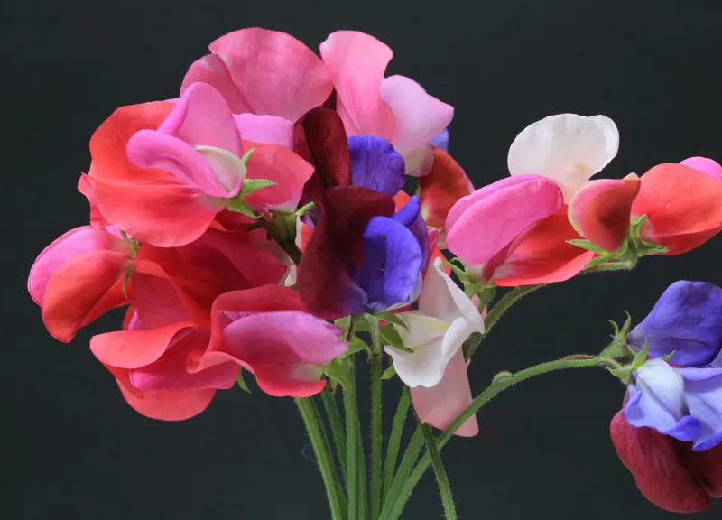 A bunch of mixed sweet peas